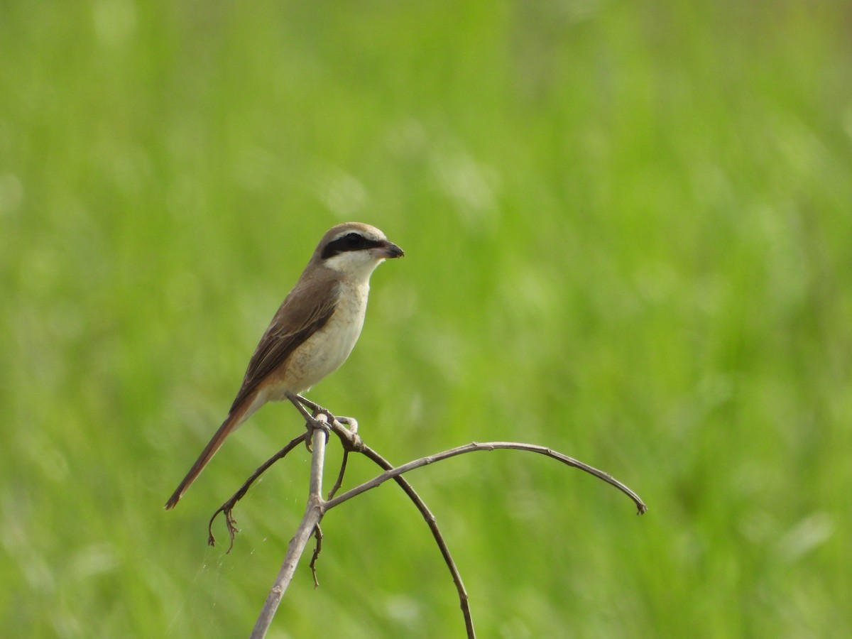 Brown Shrike - ML647742795