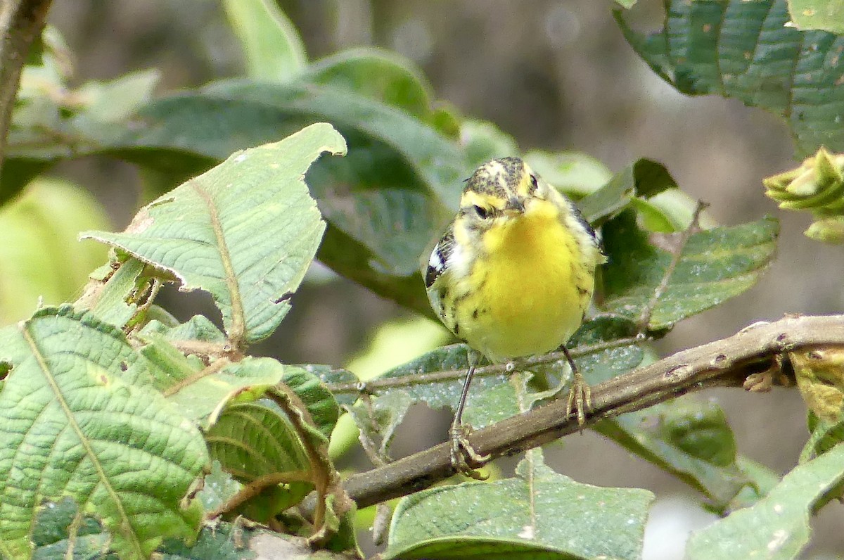 Blackburnian Warbler - ML647742796
