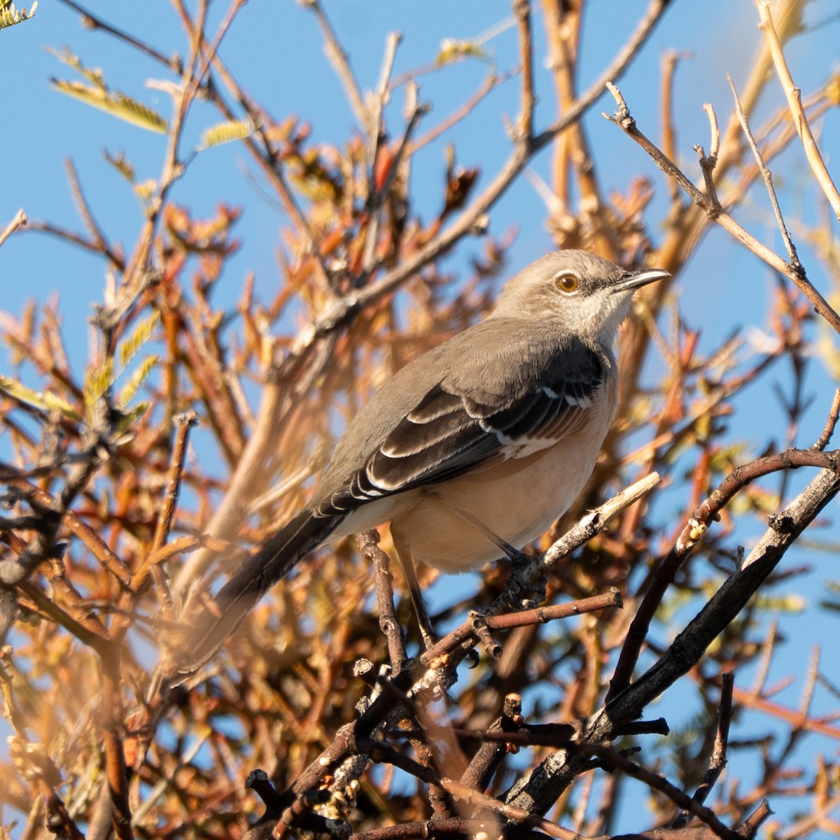 Northern Mockingbird - ML647742797