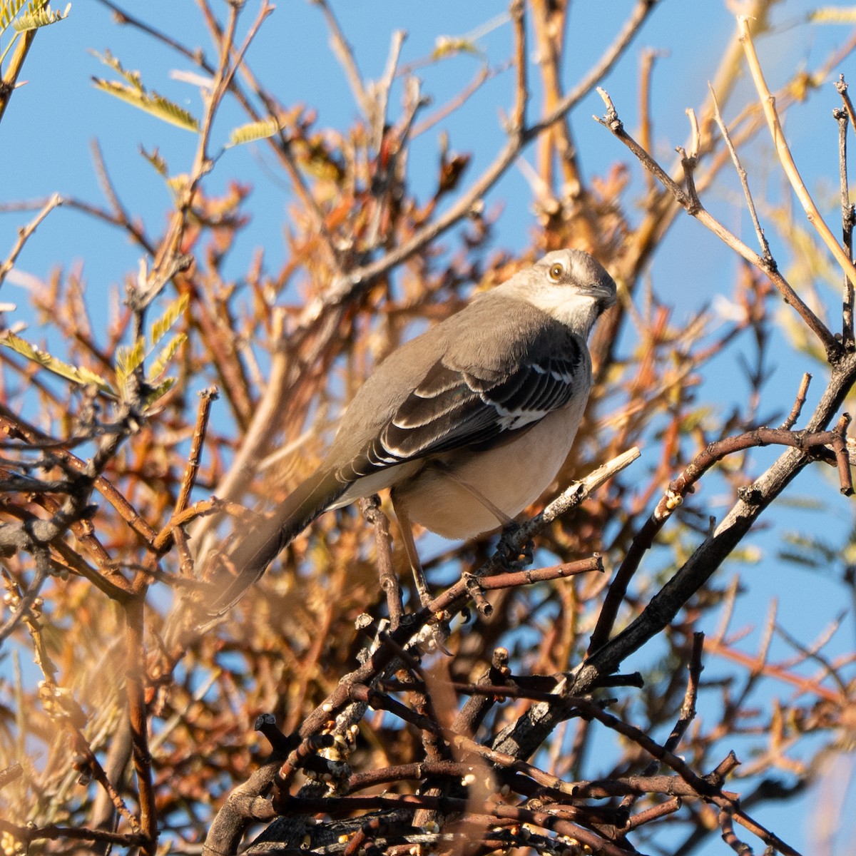 Northern Mockingbird - ML647742798