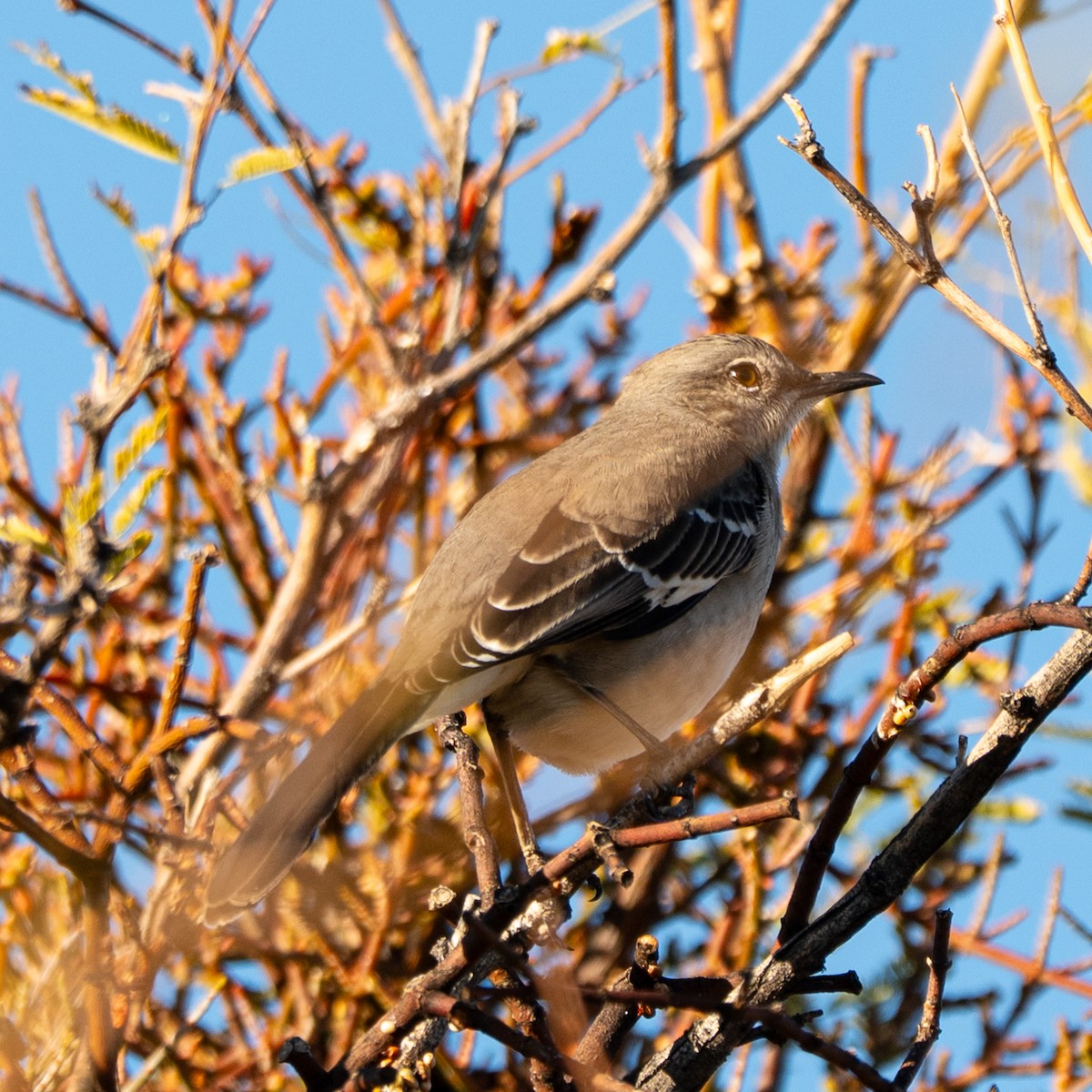 Northern Mockingbird - ML647742799