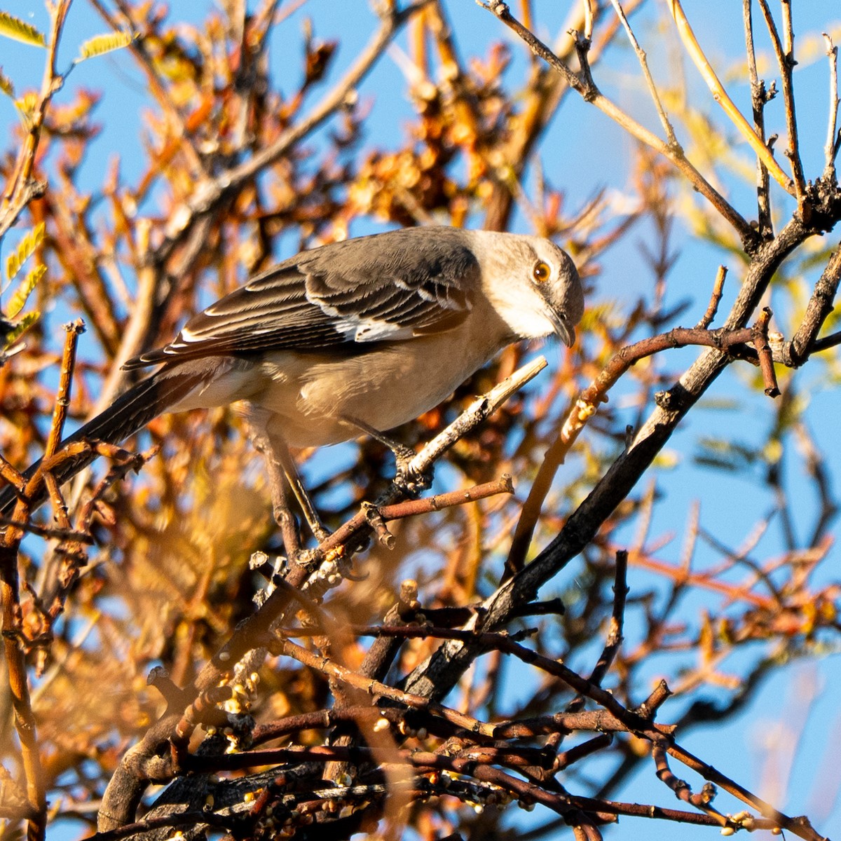 Northern Mockingbird - ML647742800