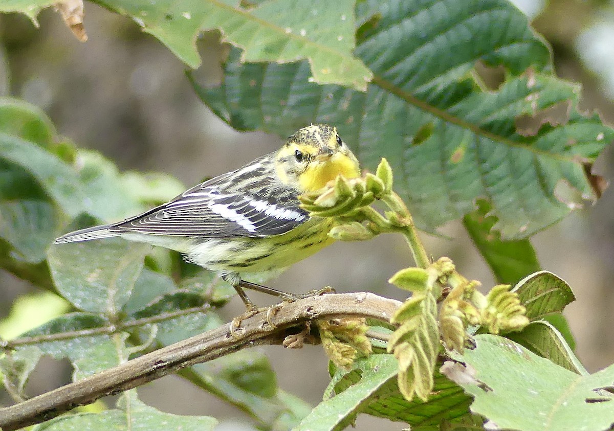 Blackburnian Warbler - ML647742801