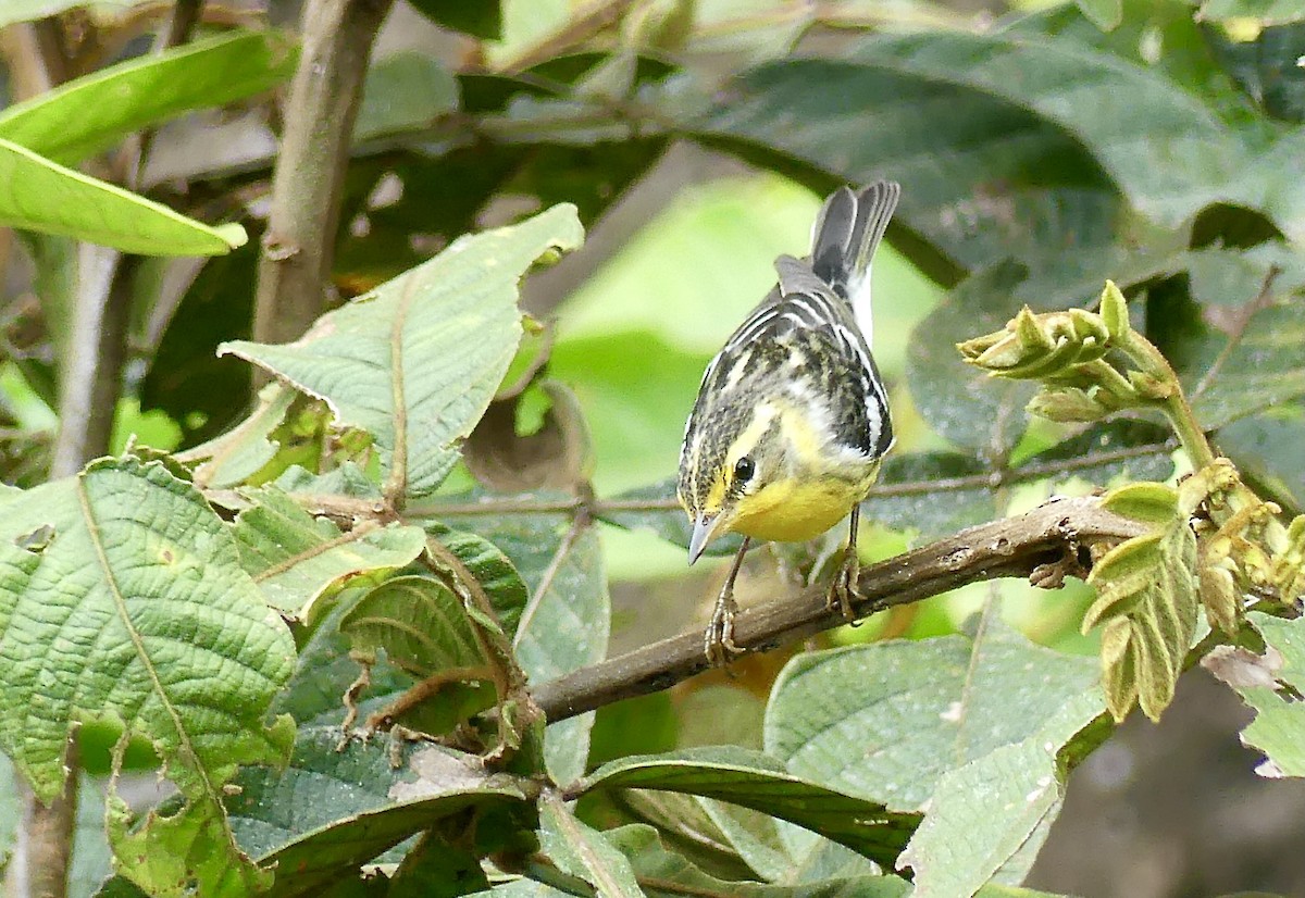 Blackburnian Warbler - ML647742806
