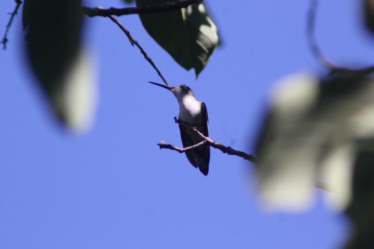 Wedge-tailed Sabrewing - ML647742808