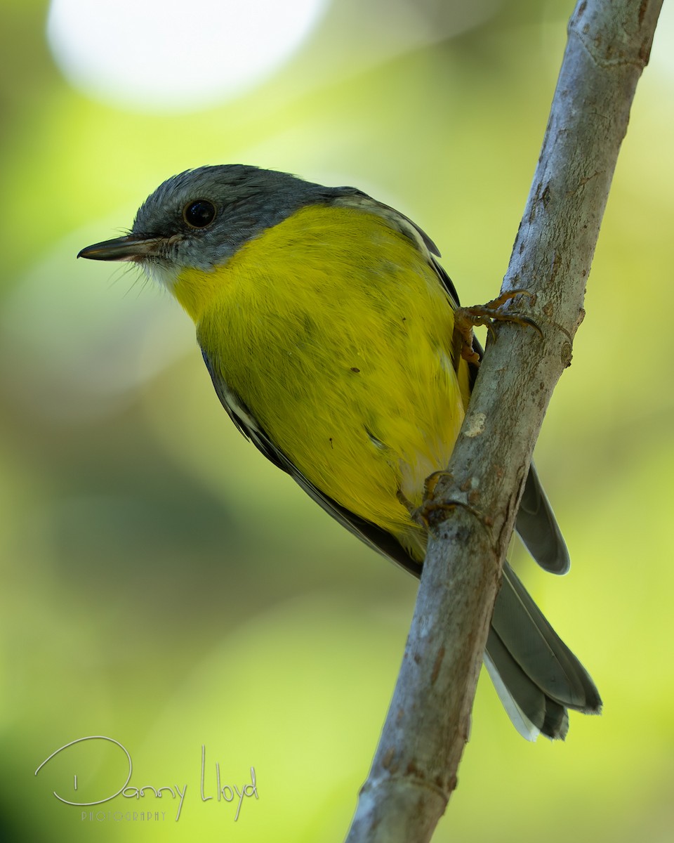 Eastern Yellow Robin - ML647742812
