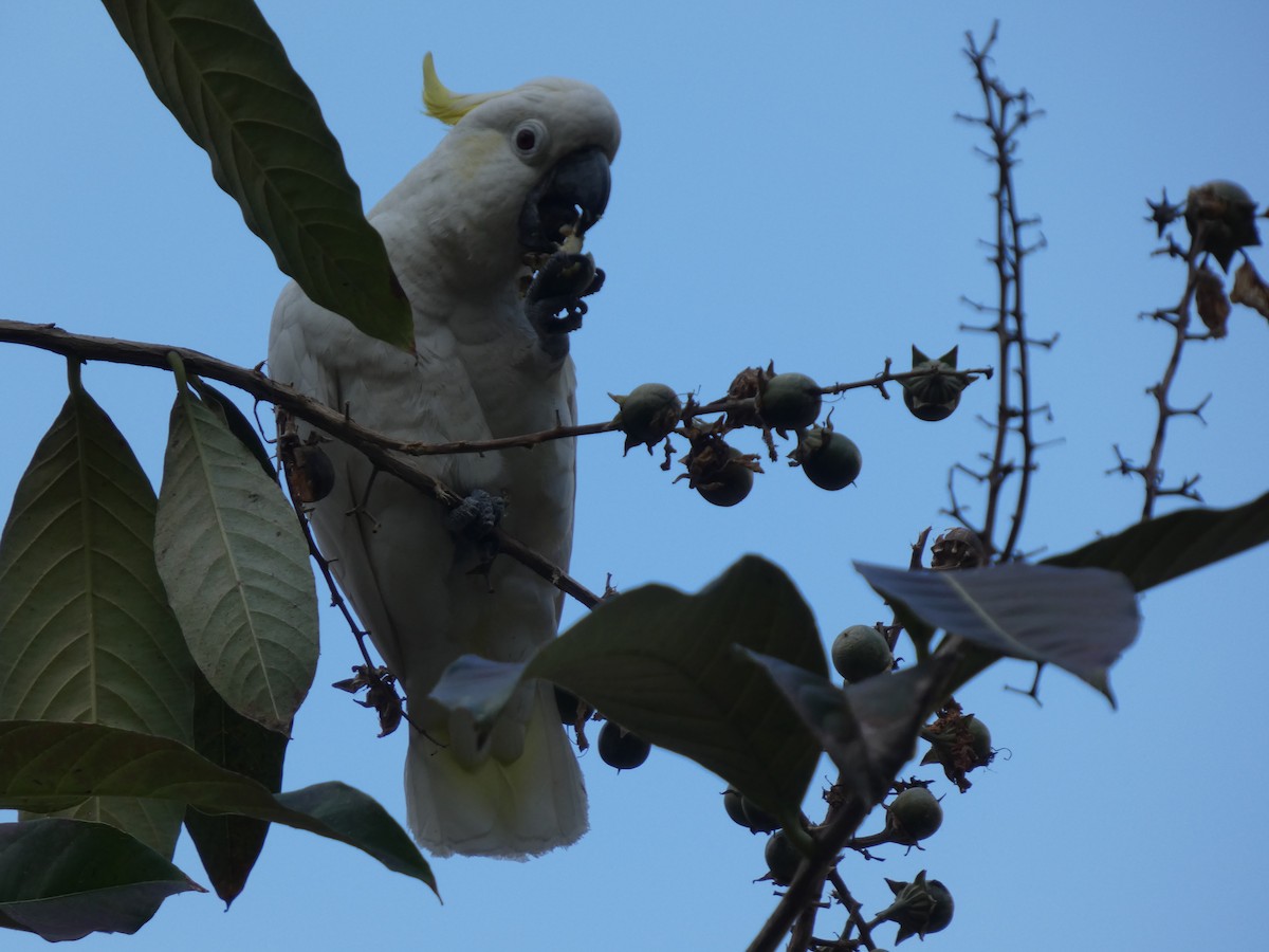 Yellow-crested Cockatoo - ML647742816