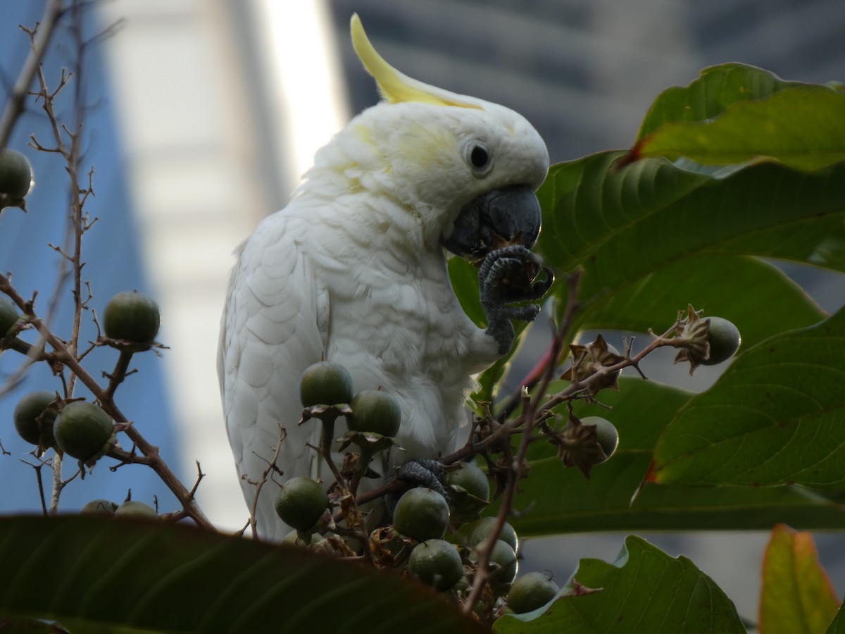 Yellow-crested Cockatoo - ML647742819
