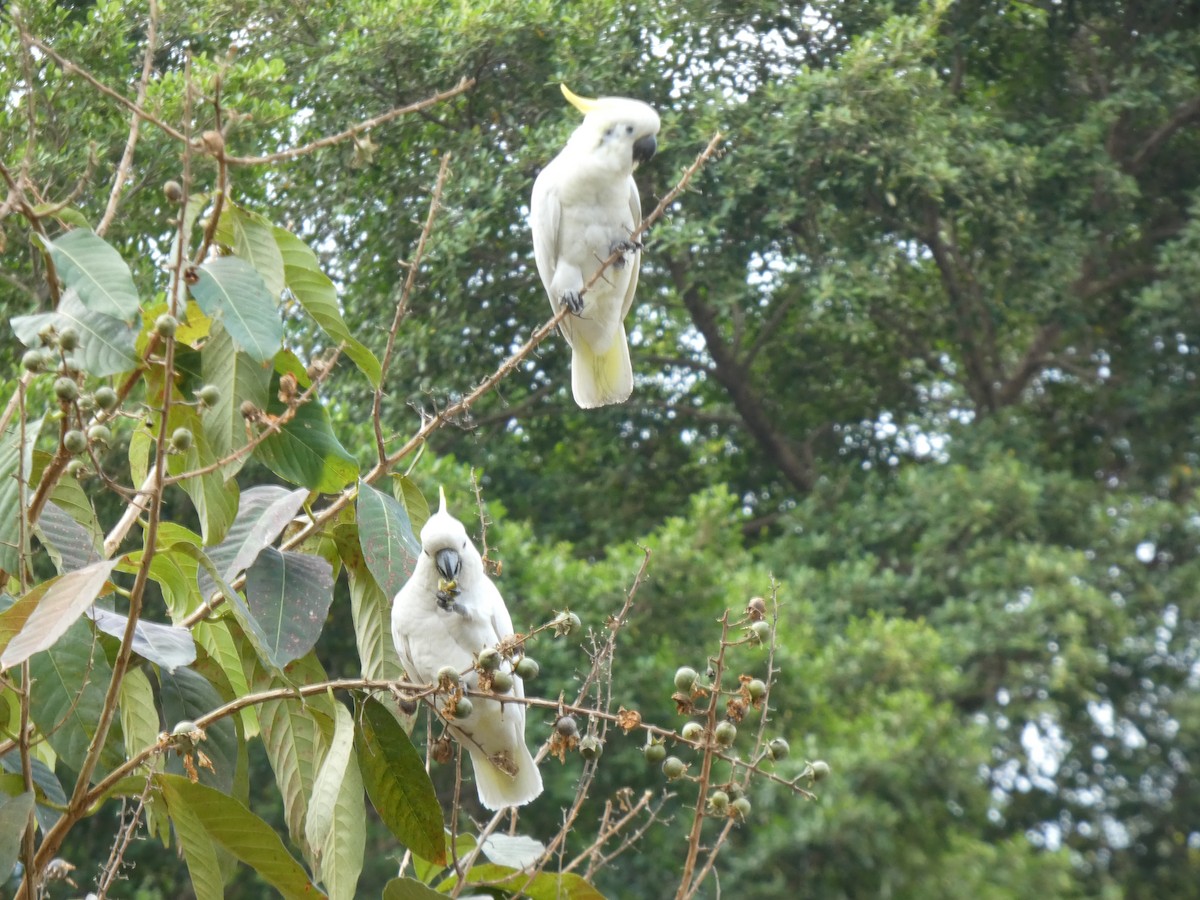 Yellow-crested Cockatoo - ML647742822