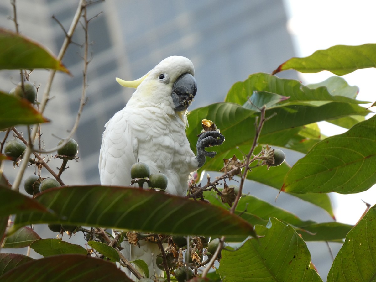 Yellow-crested Cockatoo - ML647742823