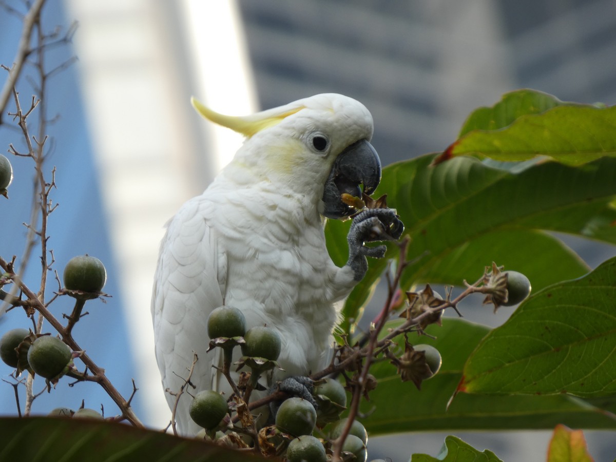 Yellow-crested Cockatoo - ML647742825