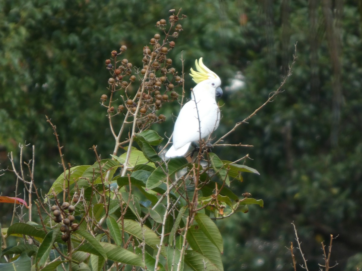 Yellow-crested Cockatoo - ML647742826