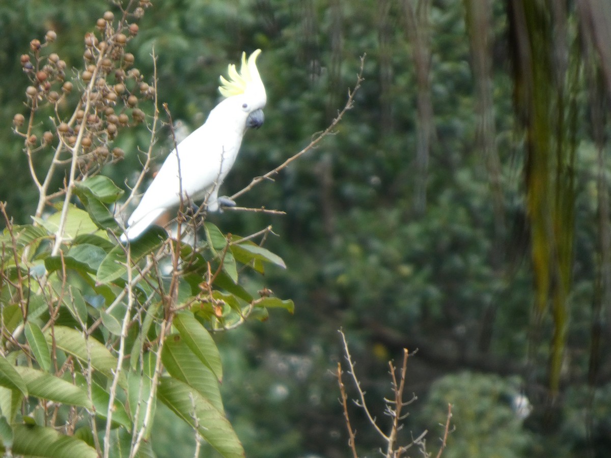 Yellow-crested Cockatoo - ML647742827