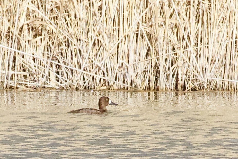 polák kaholka/polák vlnkovaný - ML647742858