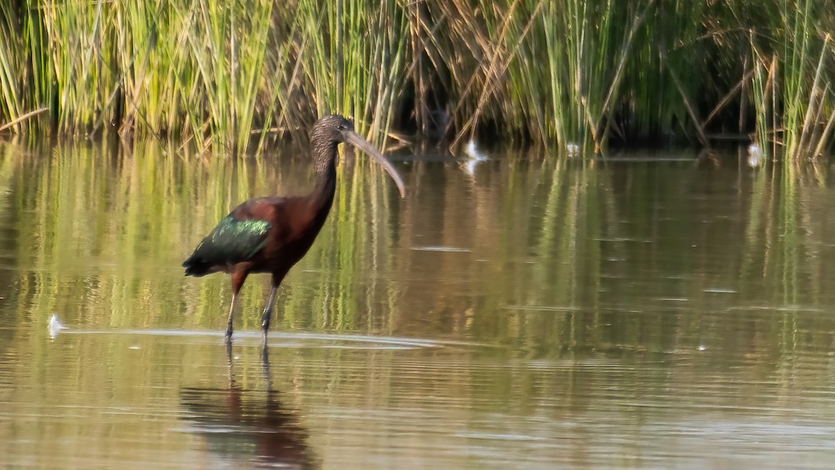 מגלן חום - ML647742862