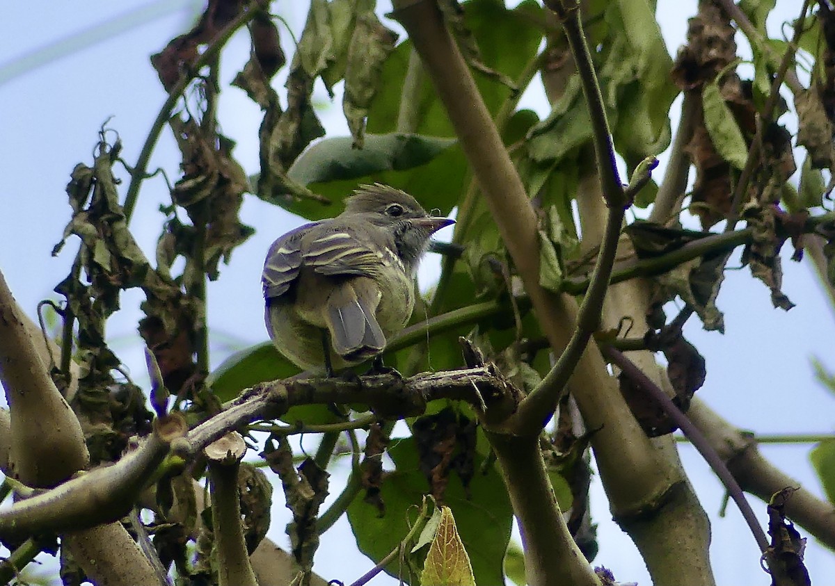 Yellow-bellied Elaenia - ML647742864