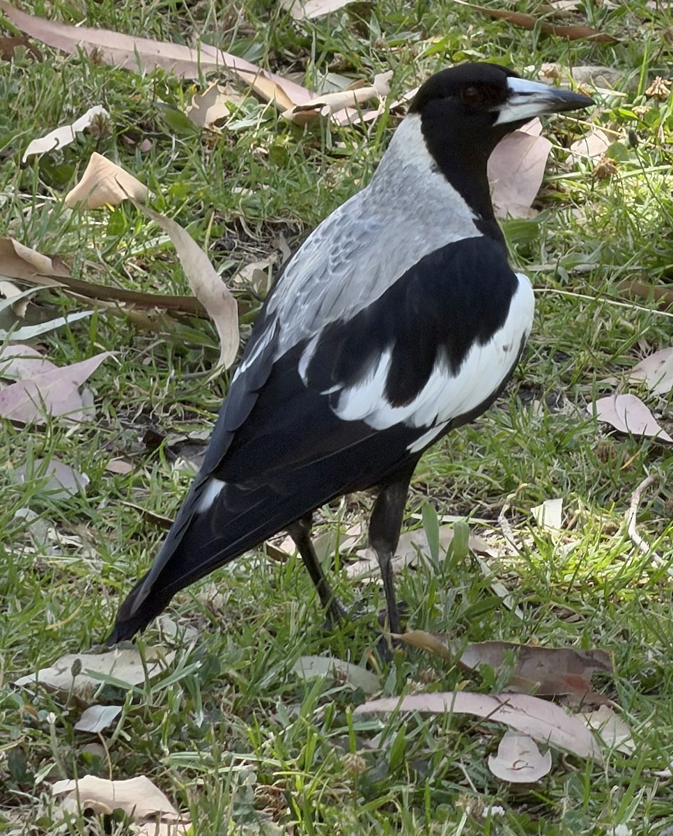 Australian Magpie (White-backed) - ML647742865