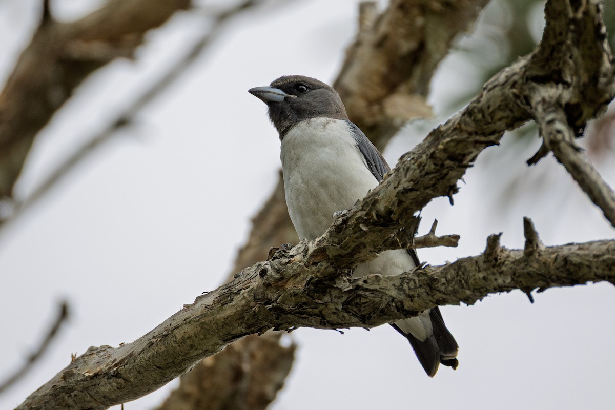 White-breasted Woodswallow - ML647742866