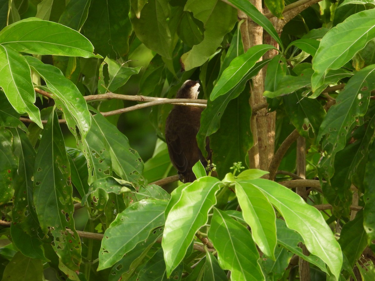 Yellow-vented Bulbul - ML647742867