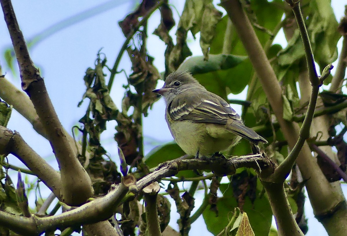 Yellow-bellied Elaenia - ML647742868