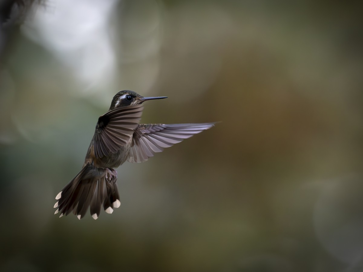 Speckled Hummingbird - ML647742869