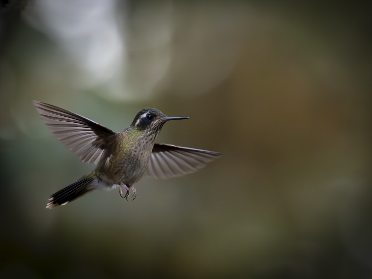Speckled Hummingbird - ML647742870
