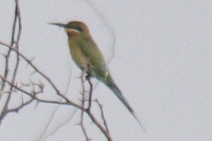 Blue-tailed Bee-eater - ML647742871