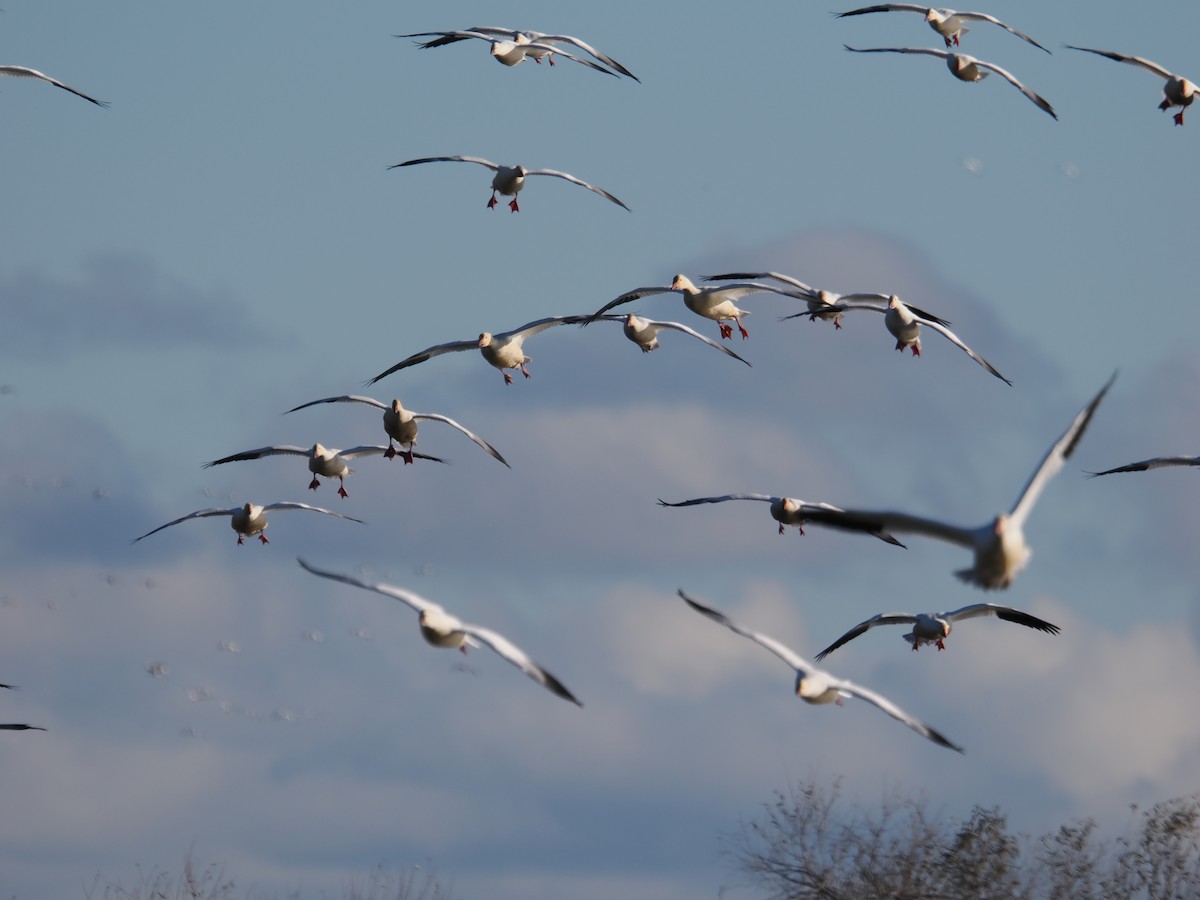 אווז שלג - ML647742872