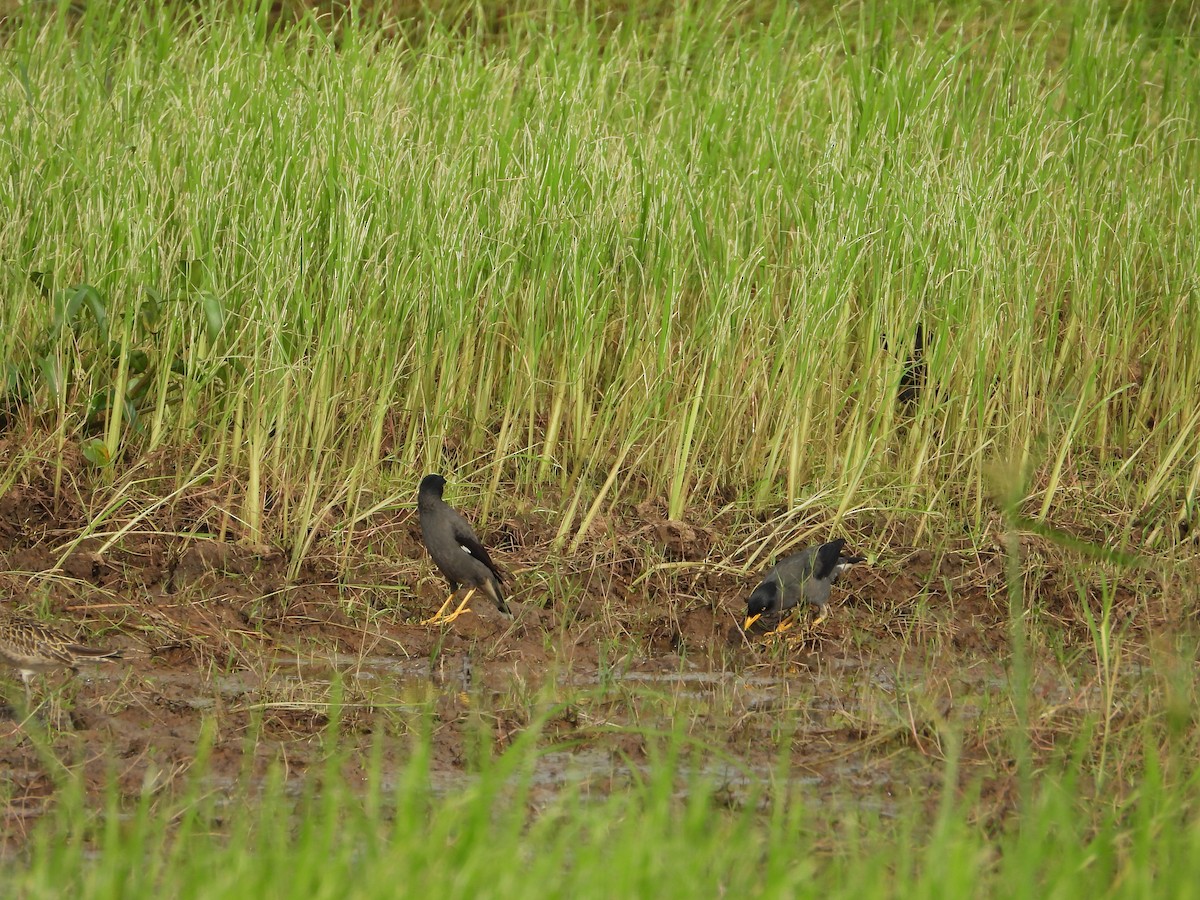 Javan Myna - ML647742874