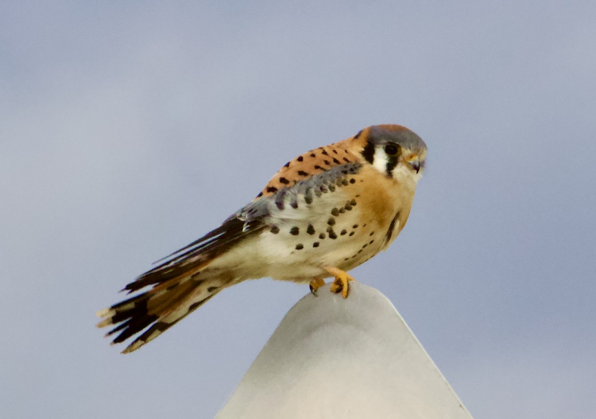 בז אמריקני - ML647742875