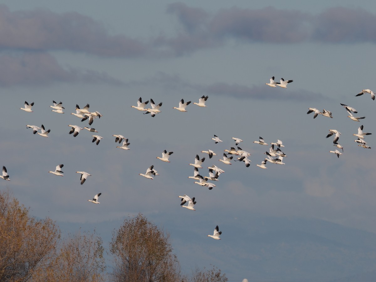 אווז שלג - ML647742876
