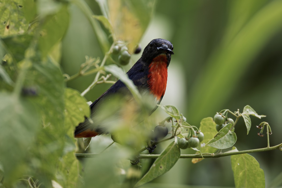 Mistletoebird - ML647742877