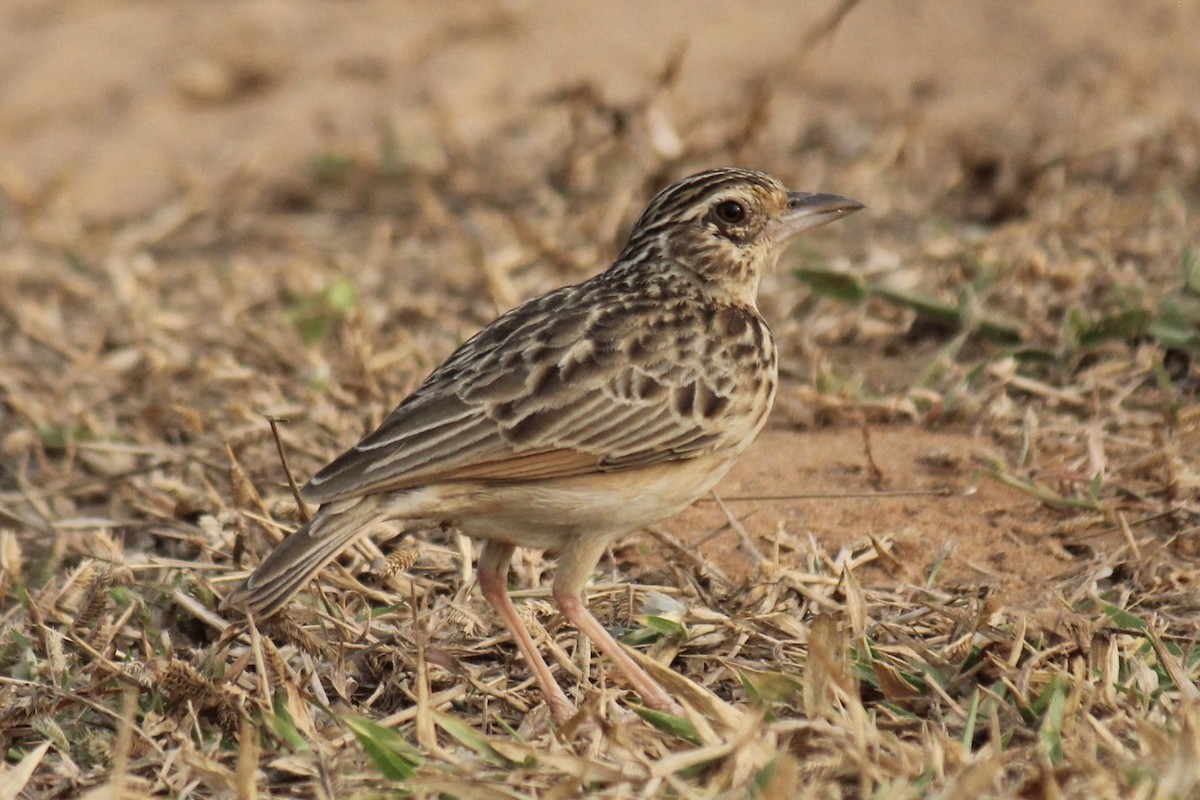 Jerdon's Bushlark - ML647742878