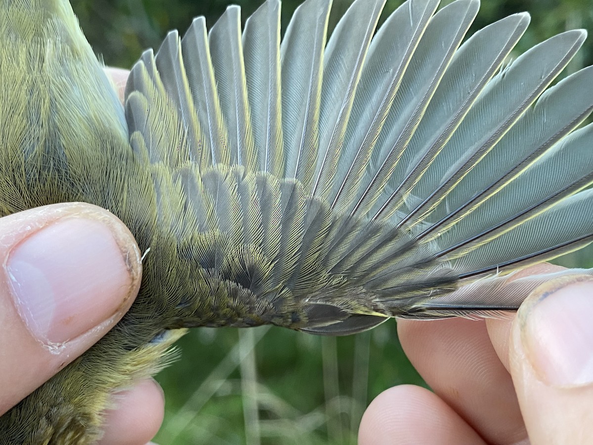 עלווית אפורה - ML647742879