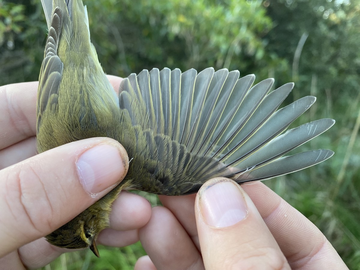 עלווית אפורה - ML647742880