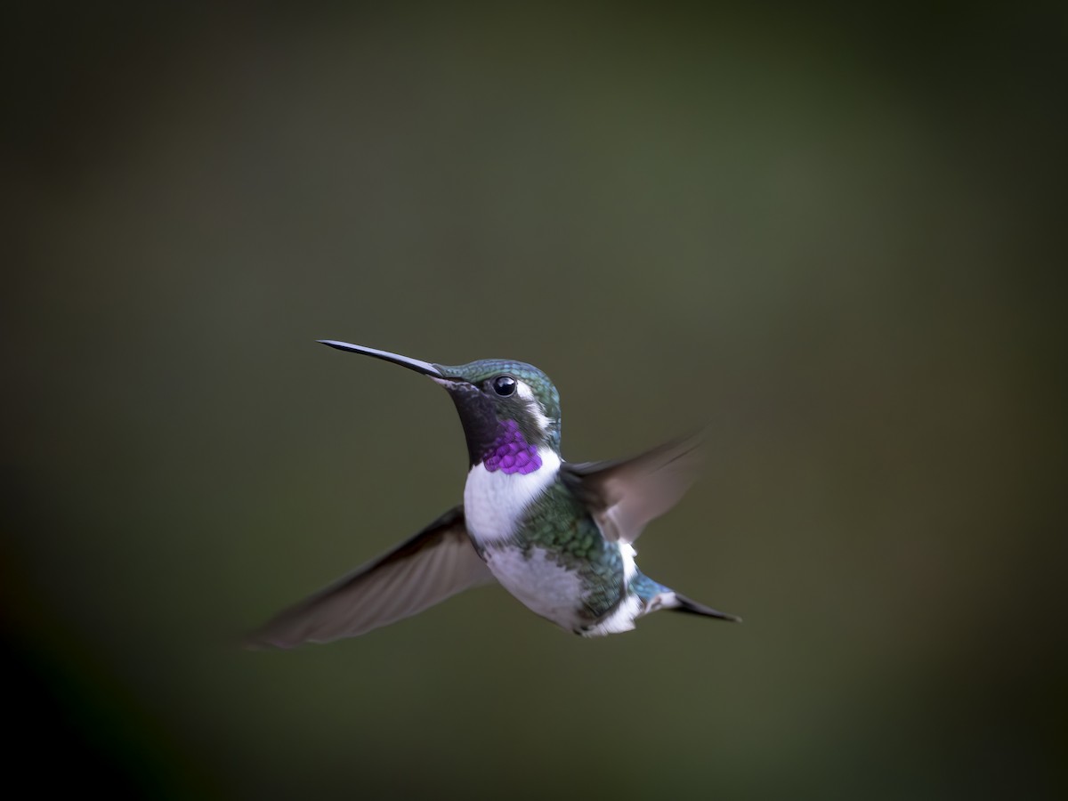 White-bellied Woodstar - ML647742881