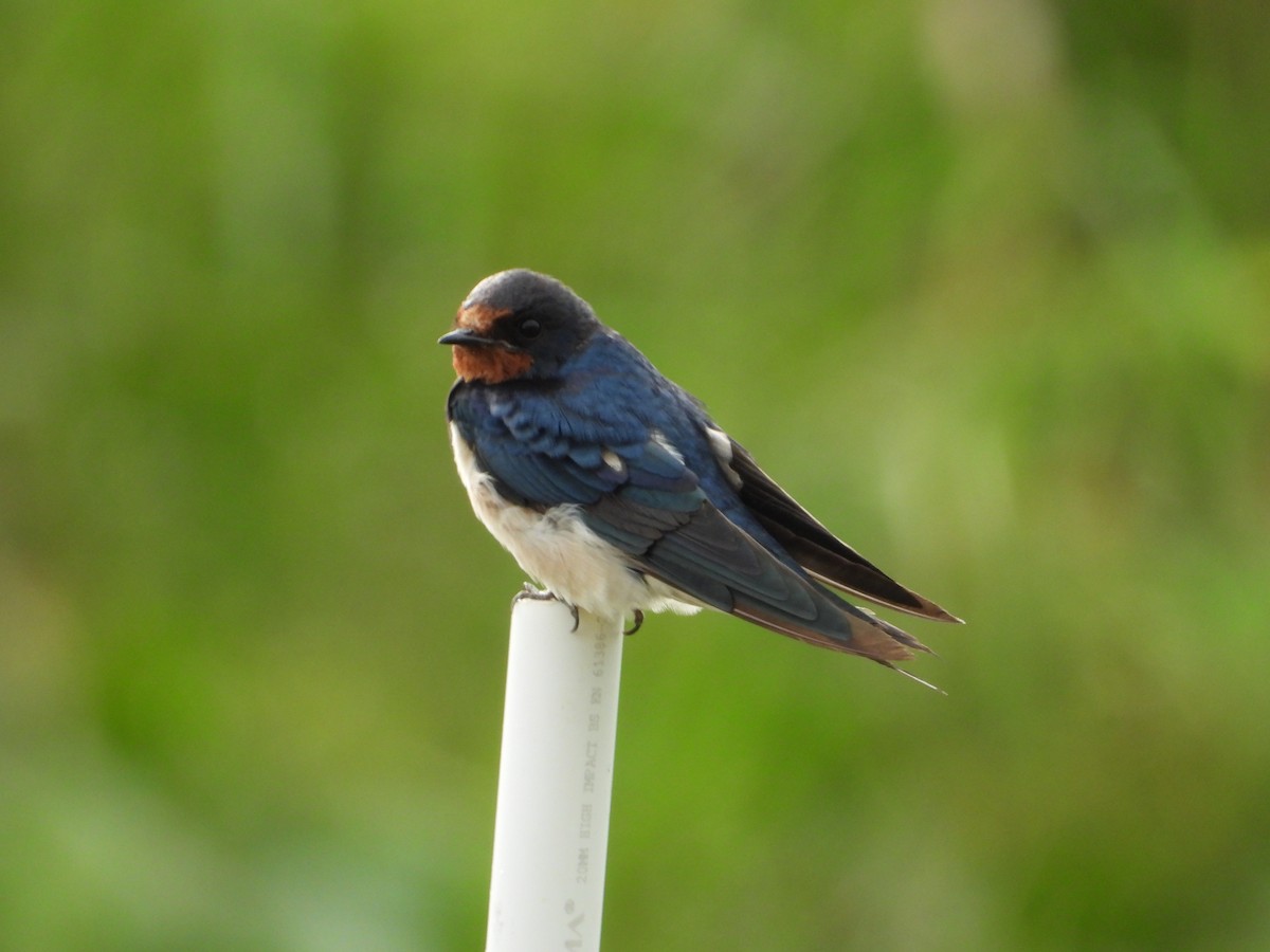 Ластівка сільська - ML647742882