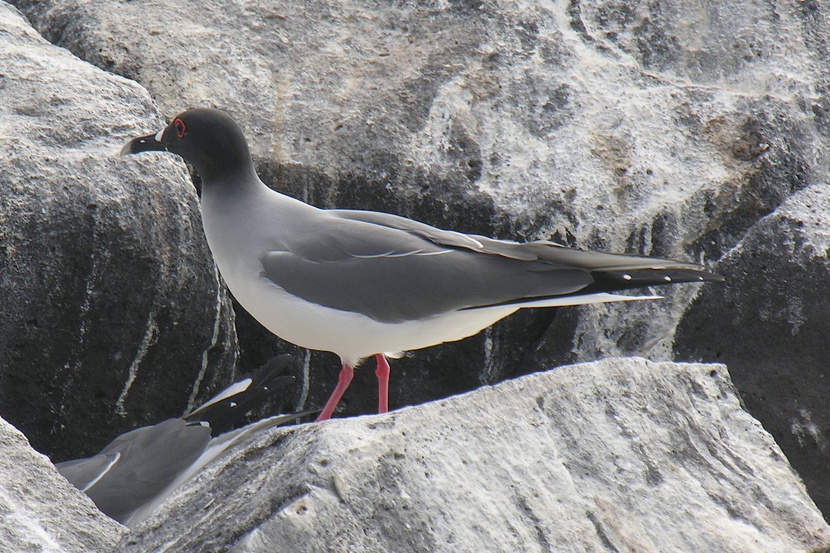 Swallow-tailed Gull - ML647742926