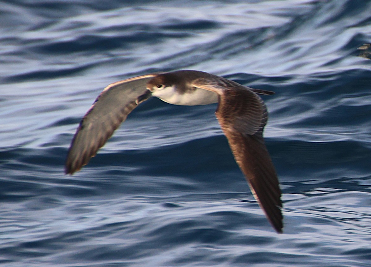 Gabai grisa - ML647742952