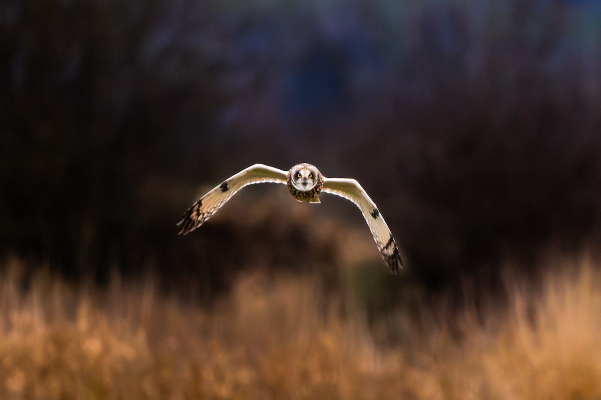 ינשוף שדות - ML647742995