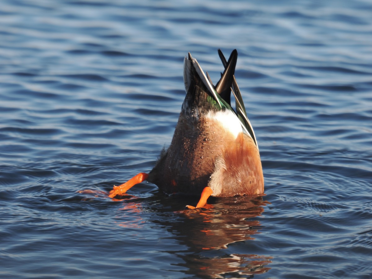 skjeand - ML647743008