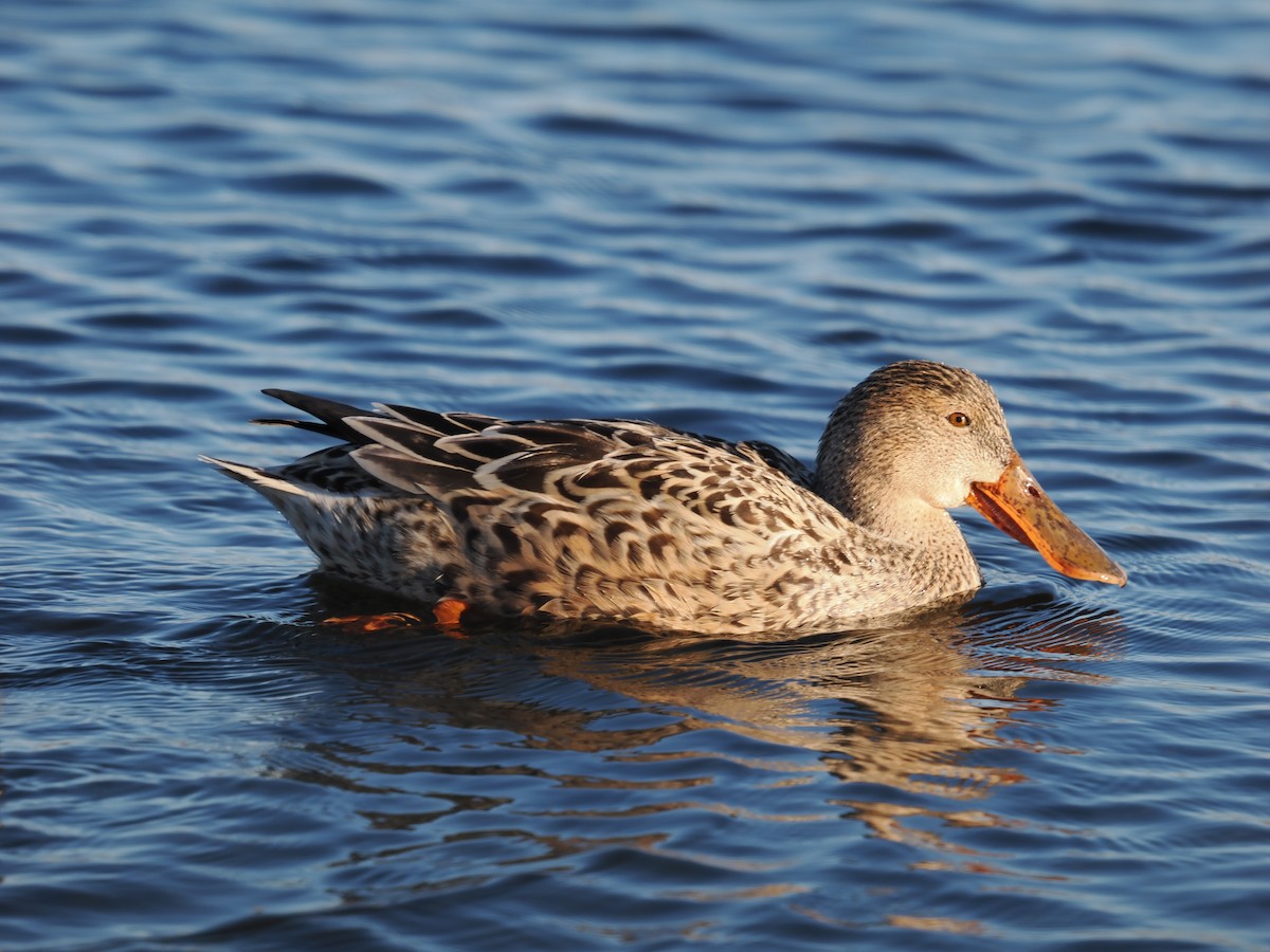 skjeand - ML647743009