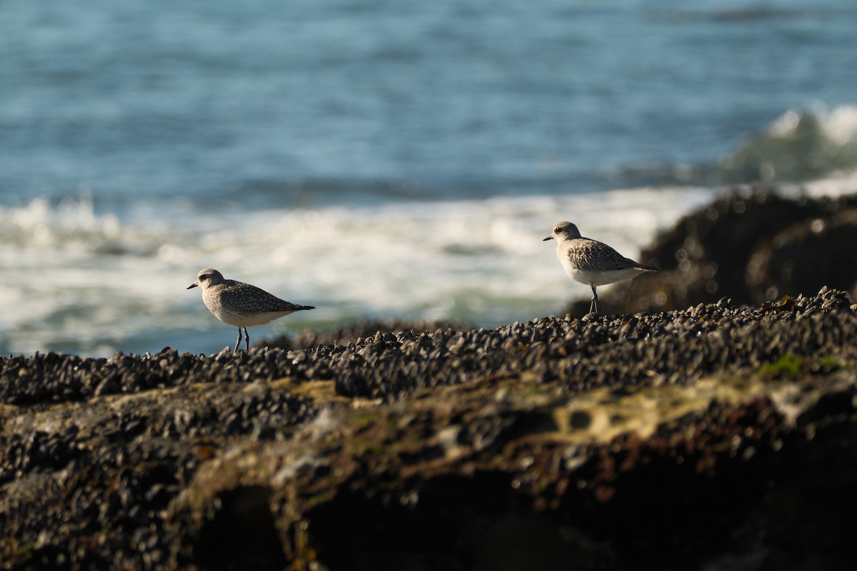 ダイゼン - ML647743010