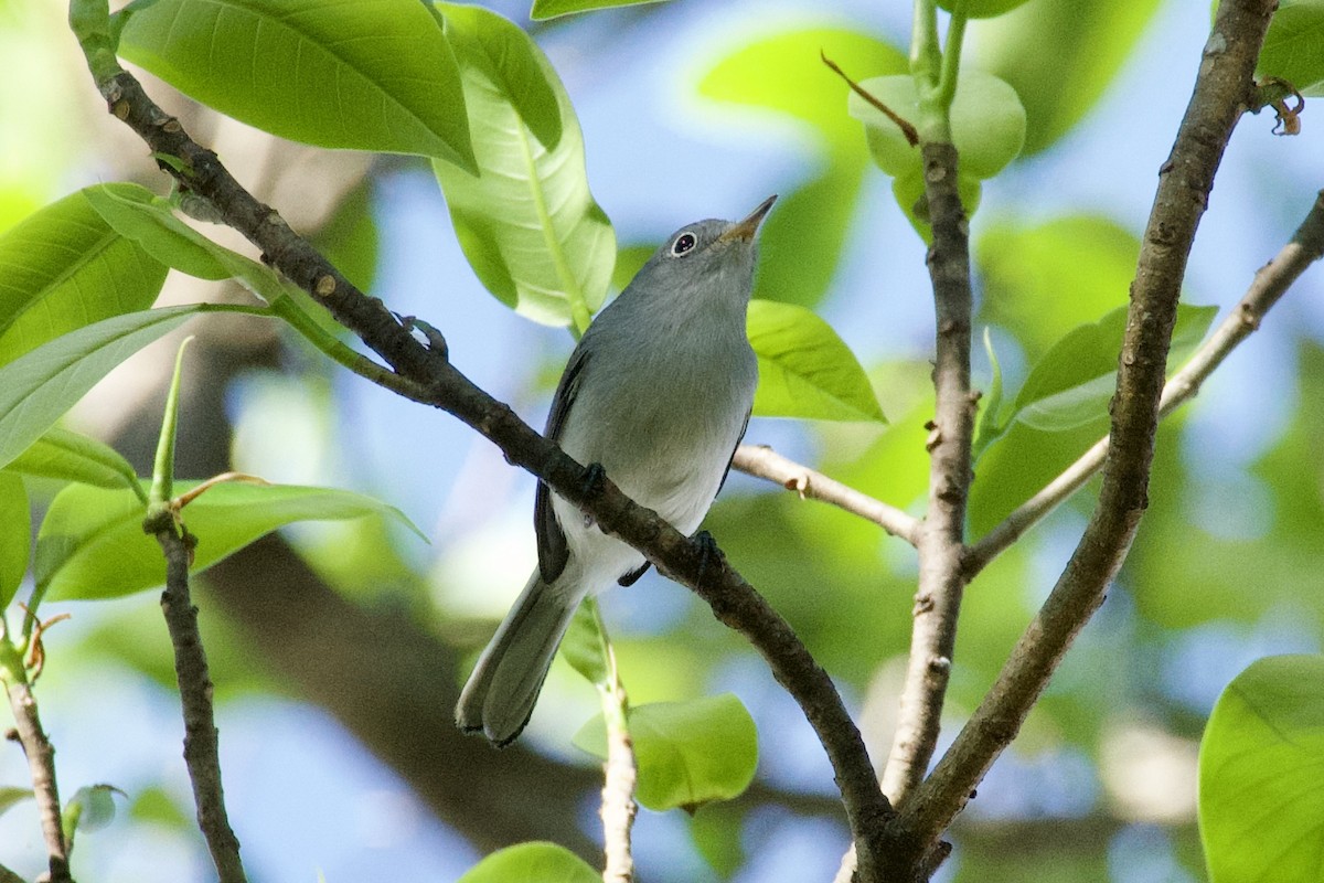 Голубая комароловка - ML647743011