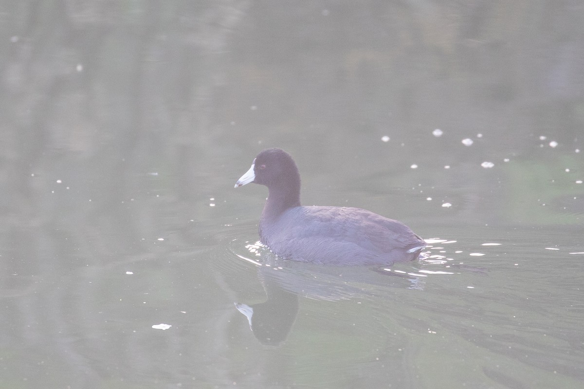 Foulque d'Amérique - ML647743017