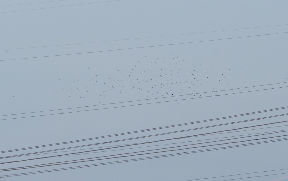 European Starling - ML647743021