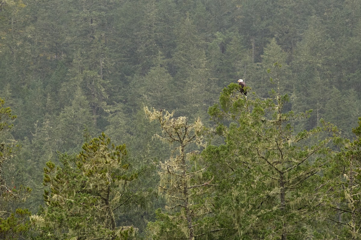 Itsas arrano buruzuria - ML647743025