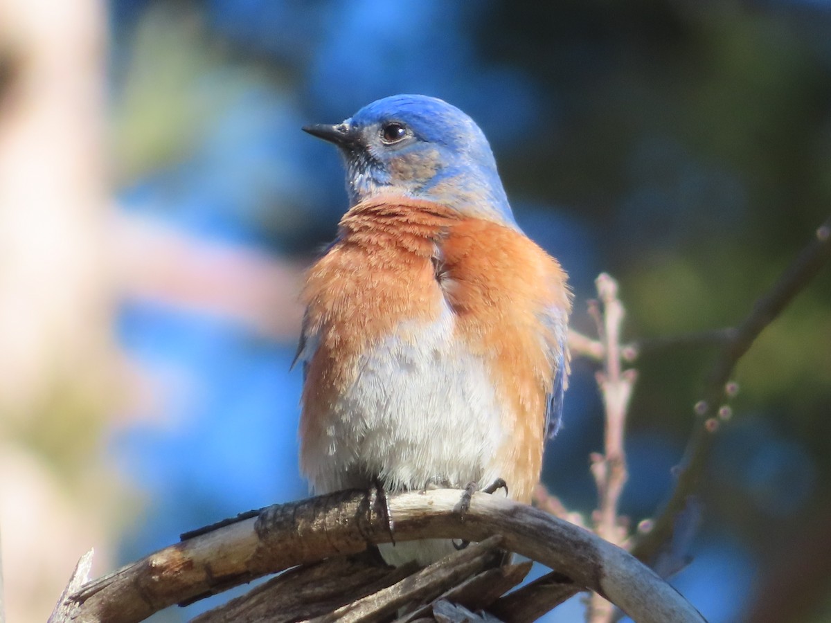 Western Bluebird - ML647743026