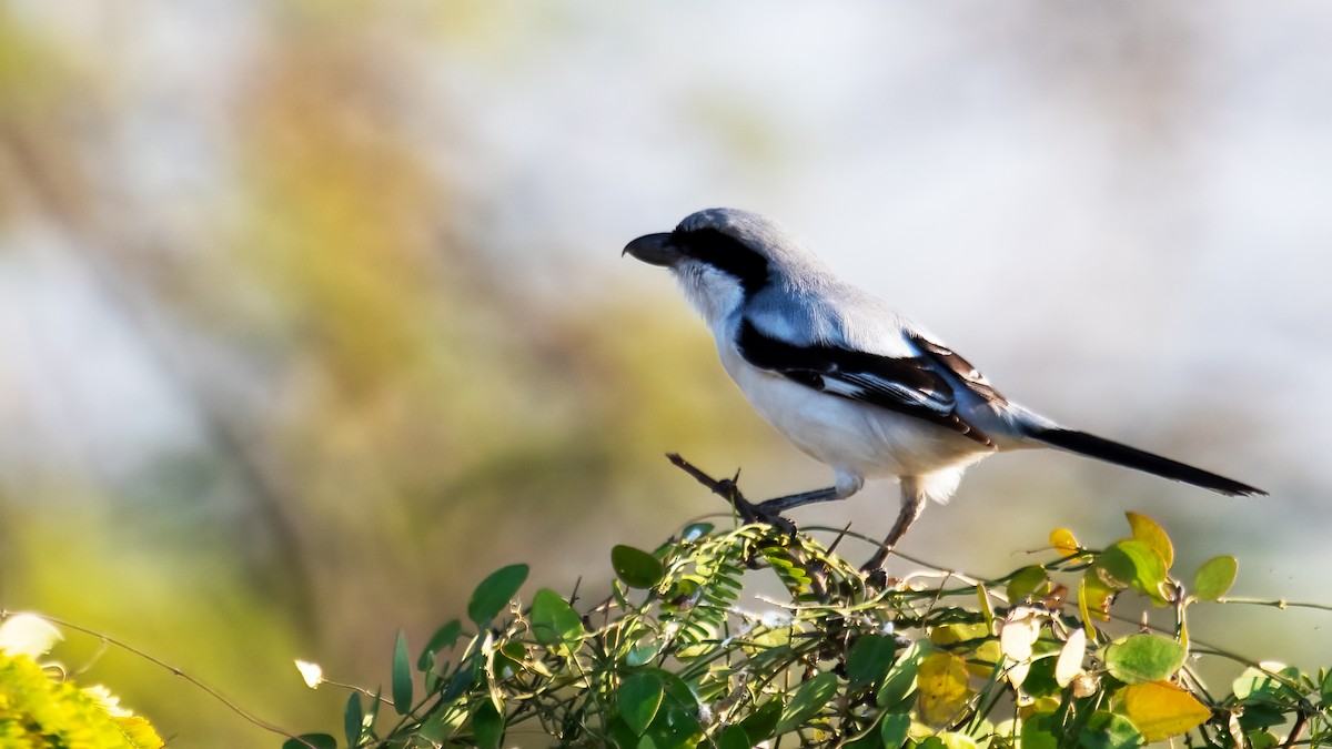 ヨーロッパオオモズ - ML647743033