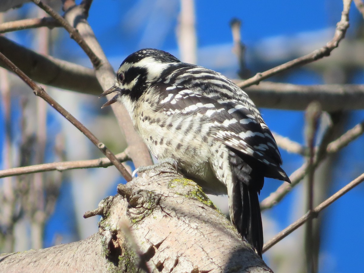 シロハラシマアカゲラ - ML647743034